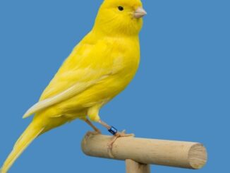 SEC Logs Spot Litecoin ETF Filing from Canary Capital, Opens Comment Period