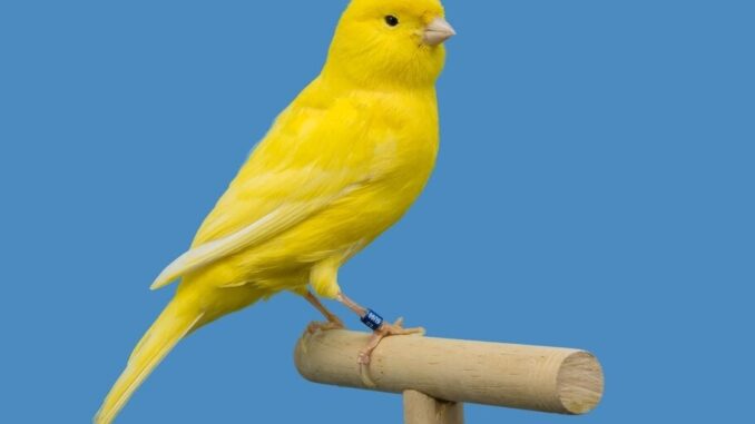 SEC Logs Spot Litecoin ETF Filing from Canary Capital, Opens SEC Logs Spot Litecoin ETF Filing from Canary Capital, Opens Comment Period
