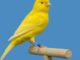 SEC Logs Spot Litecoin ETF Filing from Canary Capital, Opens Comment Period