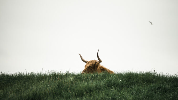 Bitcoin Bulls On The Prowl As Stablecoin Market Cap Hits Bitcoin