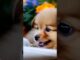 Puppy read newspaper. Do you read news daily?? #follow2explore #ai #puppy