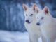 The dire wolf has returned from the dead. A Dallas company 'de-extincted' them